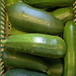 Courgette Jiganol Commercial Grower Seeds