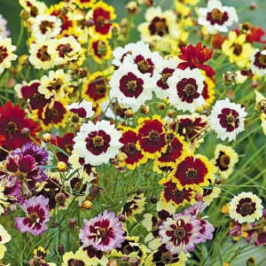 Coreopsis Incredible Tall Mix Seeds Annual