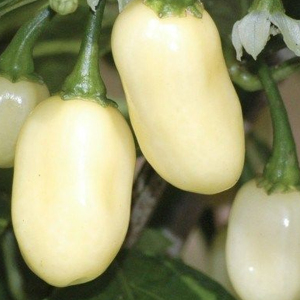 Habanero White Chilli Pepper Seeds