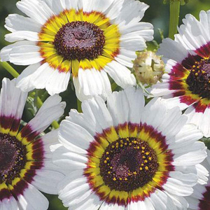 Chrysanthemum Carinatum Cockade Seeds