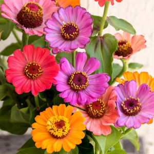 Zinnia Forecast Seeds