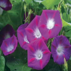 Ipomoea Climbing Dwarf Morning Glory Seeds
