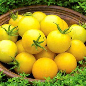 Tomato Honey Delight F1 Seeds