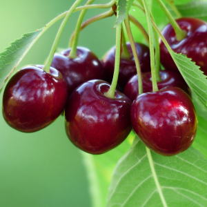 Prunus Avium Wild Cherry Tree Seeds