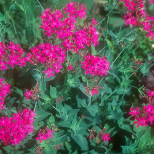 Silene Armeria Rubra  Electra Sweet William Catchfly Seeds