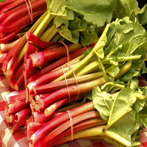 Rhubarb Champagne Seeds