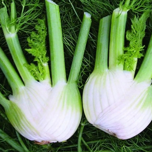Fennel Florence Seeds