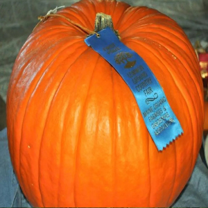 Pumpkin Connecticut Field Seeds