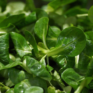 Lamb's Lettuce Corn Salad Seeds