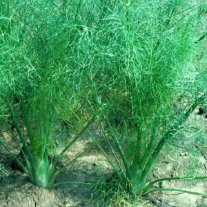 Fennel Common Herb Seeds