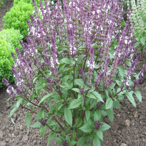 Cinnamon Basil Herb Seeds