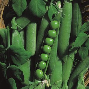 Early Onward Peas Pea Seeds