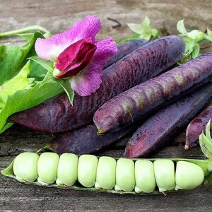 Blauwschokker Peas Pea Seeds