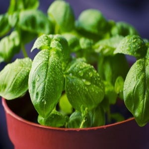 Basil Sweet Genovese Herb Seeds Bulk Wholesale sachets