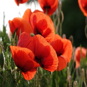 Wholesale Red Poppy Field Poppy sachets