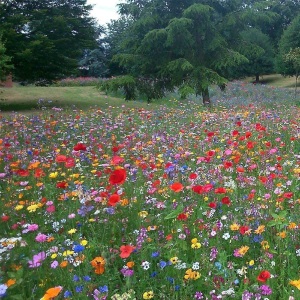 Dwarf Wild Flower Meadow Seeds Pure Flower 100% Pure Flower Seeds