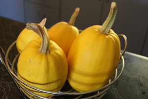 SPAGHETTI PUMPKIN Cucurbita pepo (Pumpkin, Summer squash)