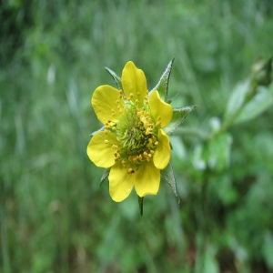 Wood Avens Wild Flower Seeds