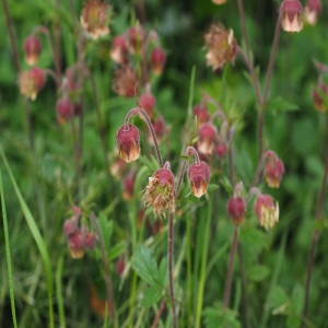 Water Avens Geum Rivale Wild Flower