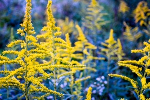 Golden rod Soldido Solidago canadensis