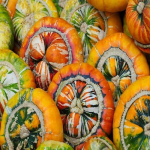 Squash Turks Turban ( Winter)