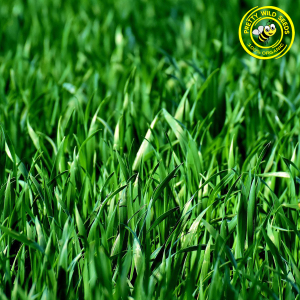 100% Organic Hard Wearing Grass Seed
