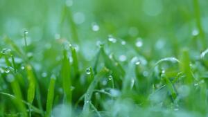 ENVIRO SLOW GROW WITH MICRO CLOVER LESS CUTTING KINDER TO THE ENVIROMENT