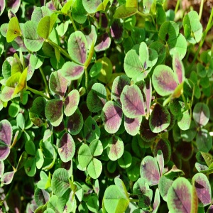 Green Manure Autumn / Winter Mix