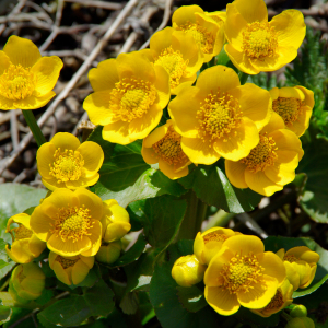 Marsh Marigold Seeds
