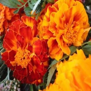 Tagetes Patula Nana Double French Marigold Seeds