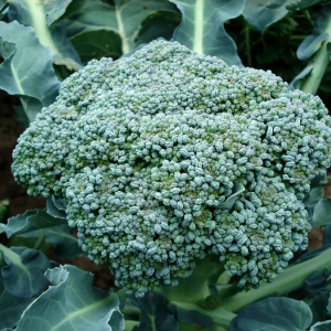Organic Broccoli de Ciccio 100 Seeds