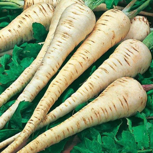Organic Parsnip Tender and True 100 Seeds