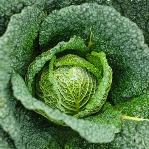 Organic Cabbage Savoy Vertus 100 Seeds