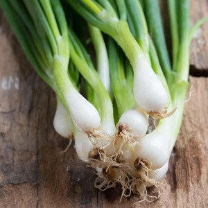 Organic Spring Onion 'White Lisbon' 200 Seeds