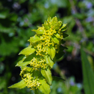 CROSSWORT Cruciata Laevipes