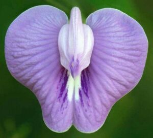 Clitoria Macrophylla Pigeonwing