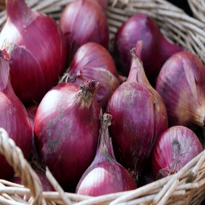 Onion Sets Autumn Champion