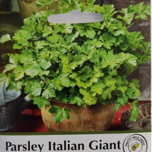 Pictorial Parsley Italian Giant