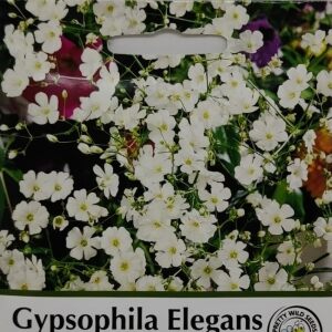 Gypsophila Elegans Covent Garden Seeds
