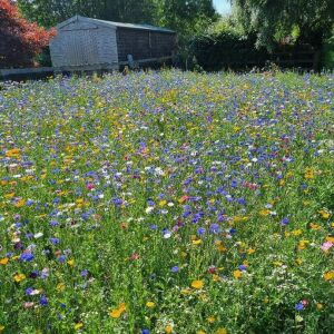 Annual Seed Mat CARPET SEEDS Wild Scented Bee Natural Meadow NO GRASS