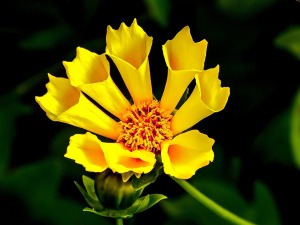 Yellow Loosestrife Wild Flower