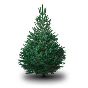 Nordmann Fir Christmas Tree Seeds