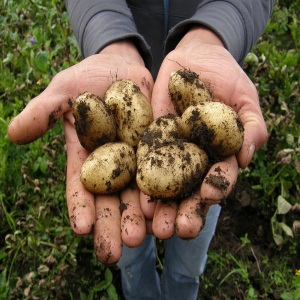 5 Packs Charlotte Seed Potatoes PRE ORDER FOR JANUARY/FEBRUARY DELIVERY