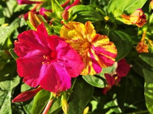 Wholesale Mirabilis Jalapa Four O'Clock