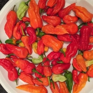 Wholesale Bulk Chilli Pepper Bhut Jolokia Ghost Pepper Super Hot Chilli 1000 Seeds