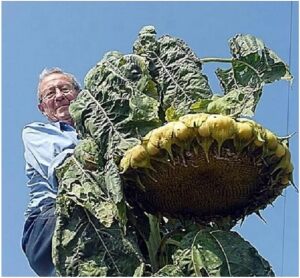 Sunflower Mongolian Giant Seeds Pictorial Packet Grows Upto 14ft Tall World Record Holder