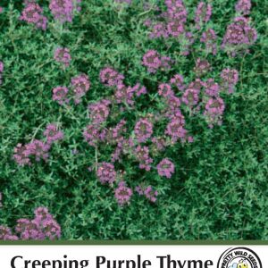 Thyme Creeping Purple Seeds in Pictorial Packet - 2500 Seeds