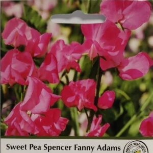 Sweet Pea Spencer Fanny Adams Seeds in Pictorial Packet- 30 Seeds sweet peas