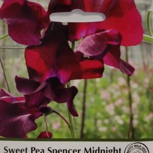 Sweet Pea Spencer Midnight Seeds in Pictorial Packet - 20 Seeds Sweet Peas