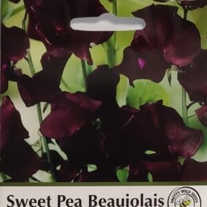 Sweet Pea Beaujolais Seeds in Pictorial Packet- 25 Seeds